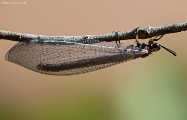 Paprastasis skruzdžių liūtas - Myrmeleon formicarius | Fotografijos autorius : Zita Gasiūnaitė | © Macrogamta.lt | Šis tinklapis priklauso bendruomenei kuri domisi makro fotografija ir fotografuoja gyvąjį makro pasaulį.