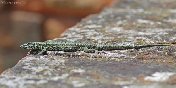 Paprastasis uolinis driežas - Podarcis muralis | Fotografijos autorius : Deividas Makavičius | © Macrogamta.lt | Šis tinklapis priklauso bendruomenei kuri domisi makro fotografija ir fotografuoja gyvąjį makro pasaulį.