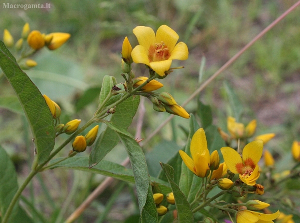 Paprastoji šilingė - Lysimachia vulgaris | Fotografijos autorius : Vytautas Gluoksnis | © Macrogamta.lt | Šis tinklapis priklauso bendruomenei kuri domisi makro fotografija ir fotografuoja gyvąjį makro pasaulį.