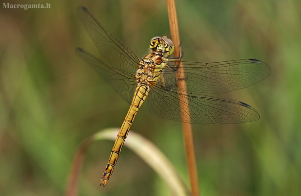 Paprastoji skėtė - Sympetrum vulgatum ♀ | Fotografijos autorius : Gintautas Steiblys | © Macrogamta.lt | Šis tinklapis priklauso bendruomenei kuri domisi makro fotografija ir fotografuoja gyvąjį makro pasaulį.