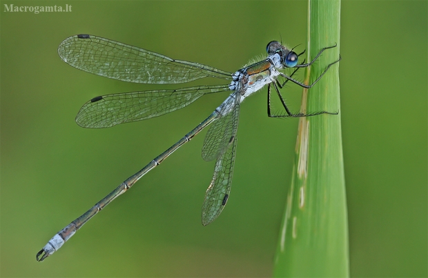 Paprastoji strėliukė - Lestes sponsa ♂ | Fotografijos autorius : Gintautas Steiblys | © Macrogamta.lt | Šis tinklapis priklauso bendruomenei kuri domisi makro fotografija ir fotografuoja gyvąjį makro pasaulį.