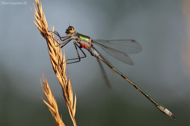 Paprastoji strėliukė - Lestes sponsa | Fotografijos autorius : Agnė Našlėnienė | © Macrogamta.lt | Šis tinklapis priklauso bendruomenei kuri domisi makro fotografija ir fotografuoja gyvąjį makro pasaulį.