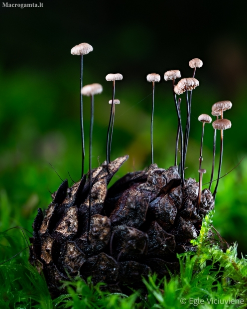 Parachute - Marasmius sp. | Fotografijos autorius : Eglė Vičiuvienė | © Macronature.eu | Macro photography web site