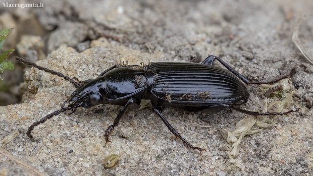 Parent Blackclock - Pterostichus anthracinus | Fotografijos autorius : Žilvinas Pūtys | © Macronature.eu | Macro photography web site