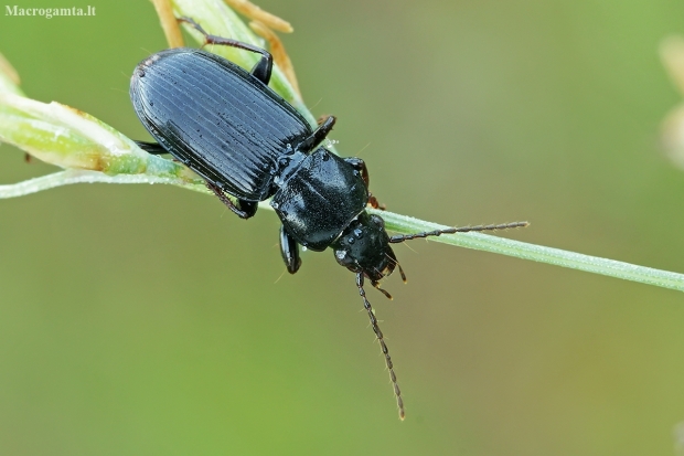 Parent Blackclock - Pterostichus anthracinus | Fotografijos autorius : Gintautas Steiblys | © Macronature.eu | Macro photography web site