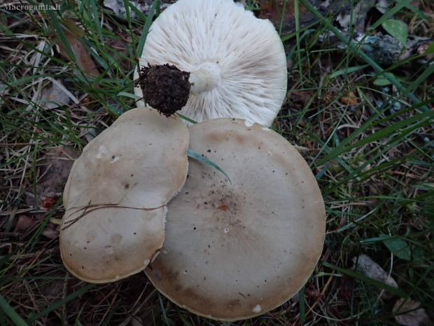 Pavasarinis minkštūnis - Melanoleuca cognata | Fotografijos autorius : Vitalij Drozdov | © Macrogamta.lt | Šis tinklapis priklauso bendruomenei kuri domisi makro fotografija ir fotografuoja gyvąjį makro pasaulį.