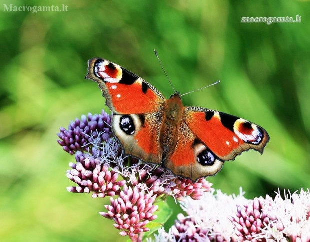 Peacock - Aglais (=Inachis) io | Fotografijos autorius : Rasa Gražulevičiūtė | © Macronature.eu | Macro photography web site