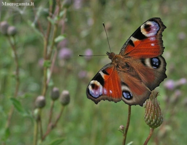 Spungė - Aglais io | Fotografijos autorius : Kęstutis Obelevičius | © Macronature.eu | Macro photography web site