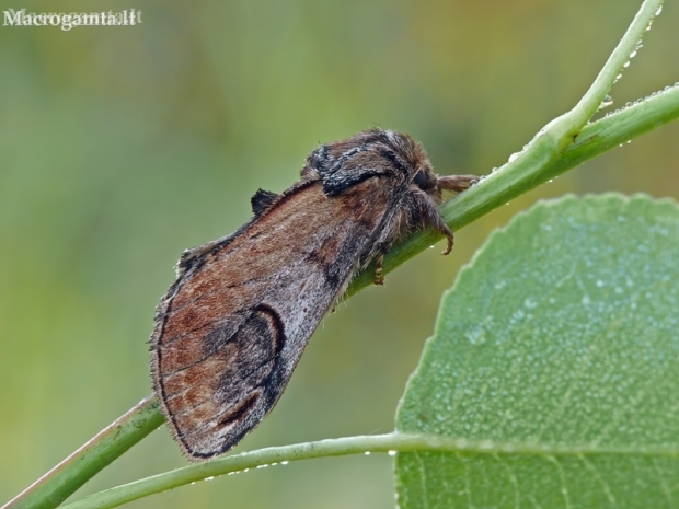 Pebble prominent - Notodonta ziczac | Fotografijos autorius : Darius Baužys | © Macronature.eu | Macro photography web site