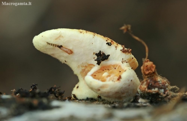 Peeling oysterling - Crepidotus mollis | Fotografijos autorius : Gintautas Steiblys | © Macronature.eu | Macro photography web site