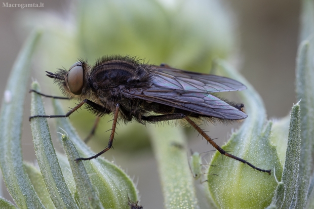 Pentinuotė - Thereva valida ♂ | Fotografijos autorius : Žilvinas Pūtys | © Macrogamta.lt | Šis tinklapis priklauso bendruomenei kuri domisi makro fotografija ir fotografuoja gyvąjį makro pasaulį.