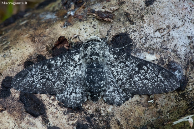 Beržinis šeriasprindis - Biston betularia ♂ | Fotografijos autorius : Žilvinas Pūtys | © Macronature.eu | Macro photography web site