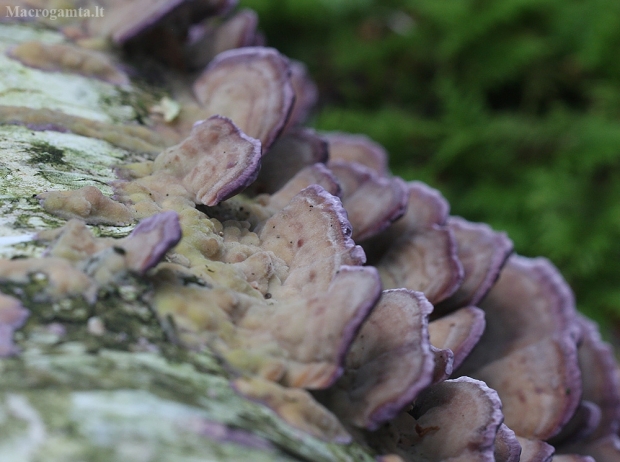 Pergamentinė kempelė - Trichaptum biforme | Fotografijos autorius : Vytautas Gluoksnis | © Macrogamta.lt | Šis tinklapis priklauso bendruomenei kuri domisi makro fotografija ir fotografuoja gyvąjį makro pasaulį.