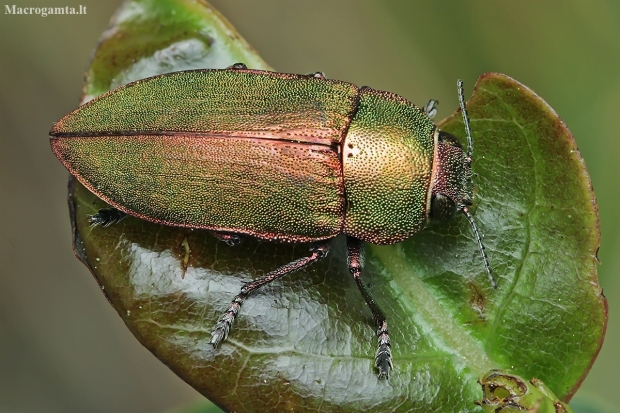Jewel beetle - Perotis chlorana | Fotografijos autorius : Gintautas Steiblys | © Macronature.eu | Macro photography web site