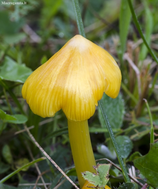 Oranžinė guotenė - Hygrocybe cf. acutoconica | Fotografijos autorius : Kazimieras Martinaitis | © Macronature.eu | Macro photography web site