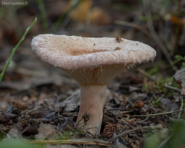 Piengrybis paberžis - Lactarius torminosus | Fotografijos autorius : Žilvinas Pūtys | © Macrogamta.lt | Šis tinklapis priklauso bendruomenei kuri domisi makro fotografija ir fotografuoja gyvąjį makro pasaulį.