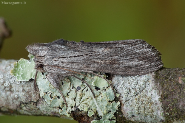 Pieninė kukulija - Cucullia lucifuga | Fotografijos autorius : Žilvinas Pūtys | © Macrogamta.lt | Šis tinklapis priklauso bendruomenei kuri domisi makro fotografija ir fotografuoja gyvąjį makro pasaulį.