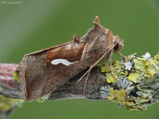 Pietinis žvilgūnas - Macdunnoughia confusa | Fotografijos autorius : Vidas Brazauskas | © Macrogamta.lt | Šis tinklapis priklauso bendruomenei kuri domisi makro fotografija ir fotografuoja gyvąjį makro pasaulį.