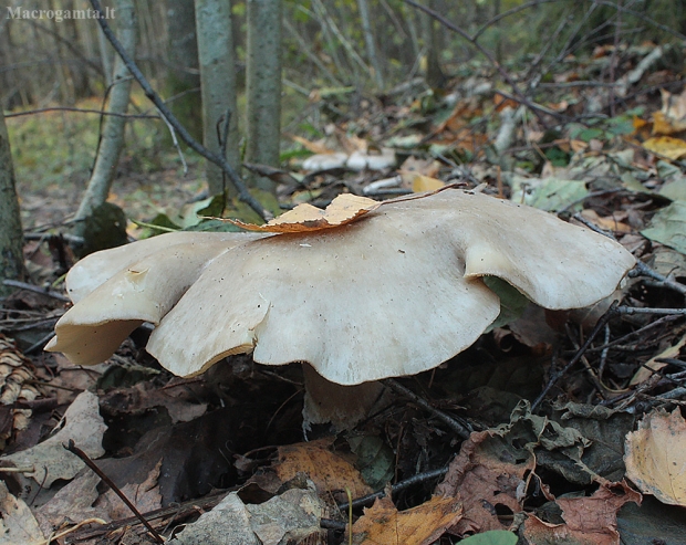 Pilkoji tauriabudė - Clitocybe nebularis | Fotografijos autorius : Vytautas Gluoksnis | © Macrogamta.lt | Šis tinklapis priklauso bendruomenei kuri domisi makro fotografija ir fotografuoja gyvąjį makro pasaulį.