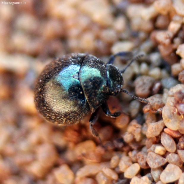 Pill-beetle - Lamprobyrrhulus nitidus | Fotografijos autorius : Vitalii Alekseev | © Macronature.eu | Macro photography web site