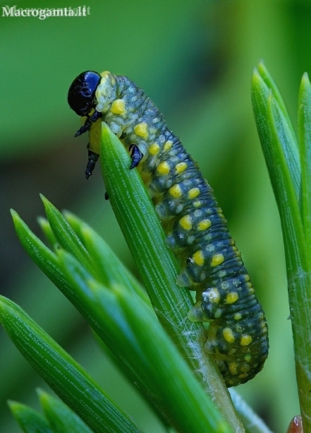 Pine Combhorn - Diprion sp., larva | Fotografijos autorius : Romas Ferenca | © Macronature.eu | Macro photography web site