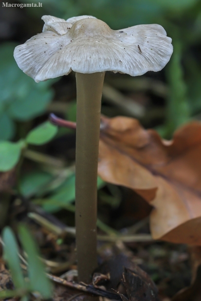 Fibrecap - Inocybe sp. | Fotografijos autorius : Gintautas Steiblys | © Macronature.eu | Macro photography web site