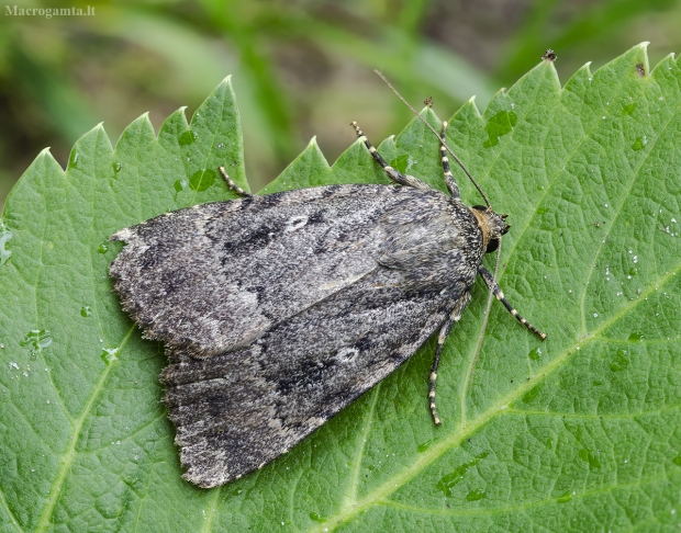 Piramidinis tamsusis pelėdgalvis - Amphipyra pyramidea | Fotografijos autorius : Kazimieras Martinaitis | © Macrogamta.lt | Šis tinklapis priklauso bendruomenei kuri domisi makro fotografija ir fotografuoja gyvąjį makro pasaulį.