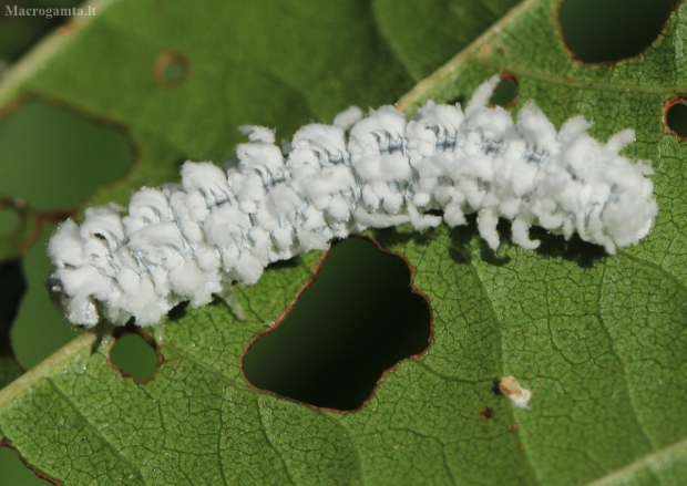 Pjūklelio lerva - Eriocampa ovata | Fotografijos autorius : Ramunė Vakarė | © Macrogamta.lt | Šis tinklapis priklauso bendruomenei kuri domisi makro fotografija ir fotografuoja gyvąjį makro pasaulį.