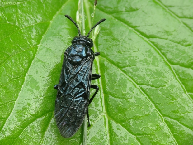 Pjūklelis ? | Fotografijos autorius : Vidas Brazauskas | © Macrogamta.lt | Šis tinklapis priklauso bendruomenei kuri domisi makro fotografija ir fotografuoja gyvąjį makro pasaulį.