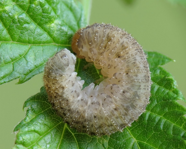 Pjūklelis ? | Fotografijos autorius : Vidas Brazauskas | © Macrogamta.lt | Šis tinklapis priklauso bendruomenei kuri domisi makro fotografija ir fotografuoja gyvąjį makro pasaulį.