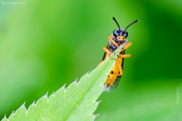 Pjūklelis | Athalia cf. bicolor | Fotografijos autorius : Darius Baužys | © Macrogamta.lt | Šis tinklapis priklauso bendruomenei kuri domisi makro fotografija ir fotografuoja gyvąjį makro pasaulį.