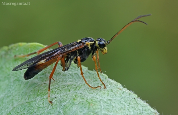 Pjūklelis - Tenthredinidae | Fotografijos autorius : Gintautas Steiblys | © Macrogamta.lt | Šis tinklapis priklauso bendruomenei kuri domisi makro fotografija ir fotografuoja gyvąjį makro pasaulį.
