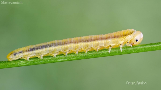 Pjūklelis | Fotografijos autorius : Darius Baužys | © Macrogamta.lt | Šis tinklapis priklauso bendruomenei kuri domisi makro fotografija ir fotografuoja gyvąjį makro pasaulį.