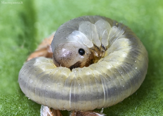 Pjuklelis, lerva | Fotografijos autorius : Kazimieras Martinaitis | © Macrogamta.lt | Šis tinklapis priklauso bendruomenei kuri domisi makro fotografija ir fotografuoja gyvąjį makro pasaulį.