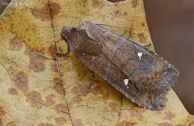 Plėšrusis vėlyvis - Eupsilia transversa | Fotografijos autorius : Gintautas Steiblys | © Macrogamta.lt | Šis tinklapis priklauso bendruomenei kuri domisi makro fotografija ir fotografuoja gyvąjį makro pasaulį.