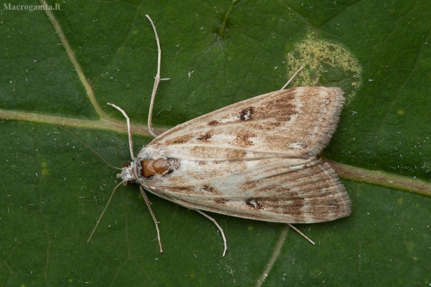 Plūdinis ugniukas - Parapoynx stratiotata | Fotografijos autorius : Žilvinas Pūtys | © Macrogamta.lt | Šis tinklapis priklauso bendruomenei kuri domisi makro fotografija ir fotografuoja gyvąjį makro pasaulį.