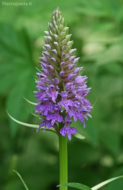 Aukštoji gegūnė - Dactylorhiza fuchsii | Fotografijos autorius : Gintautas Steiblys | © Macrogamta.lt | Šis tinklapis priklauso bendruomenei kuri domisi makro fotografija ir fotografuoja gyvąjį makro pasaulį.