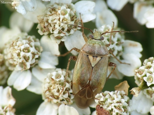 Plant Bug - Lygus pratensis | Fotografijos autorius : Vidas Brazauskas | © Macronature.eu | Macro photography web site