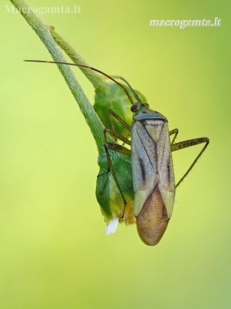 Plant bug - Adelphocoris quadripunctatus | Fotografijos autorius : Darius Baužys | © Macronature.eu | Macro photography web site