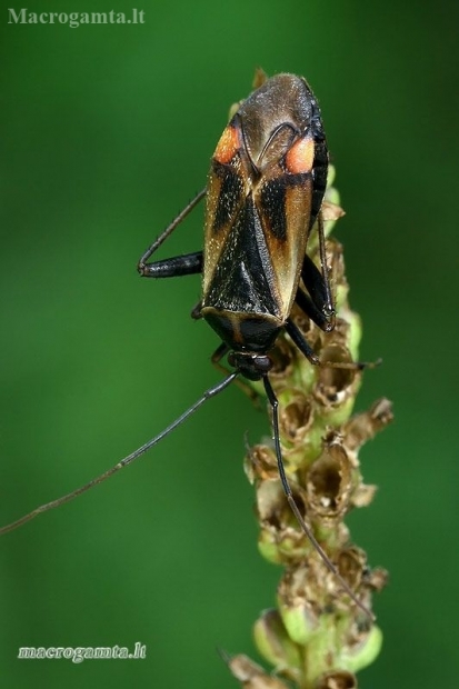 Plant bug - Adelphocoris seticornis  | Fotografijos autorius : Gintautas Steiblys | © Macronature.eu | Macro photography web site
