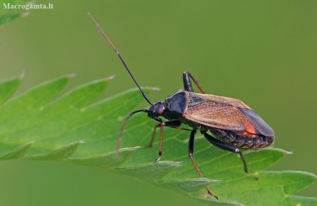 Plant bug - Adelphocoris seticornis | Fotografijos autorius : Gintautas Steiblys | © Macronature.eu | Macro photography web site