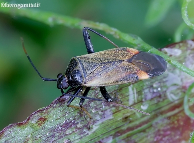 Plant bug - Adelphocoris seticornis | Fotografijos autorius : Romas Ferenca | © Macronature.eu | Macro photography web site