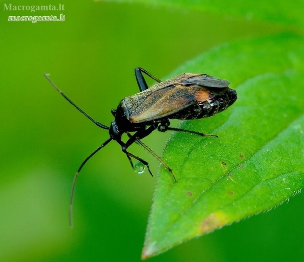 Plant bug - Adelphocoris seticornis | Fotografijos autorius : Romas Ferenca | © Macronature.eu | Macro photography web site