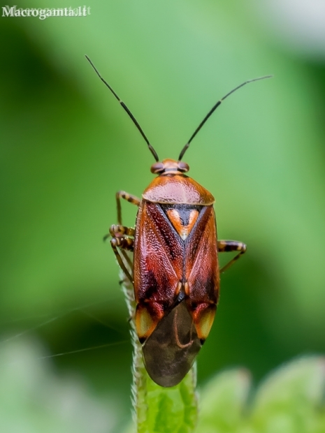 Plant bug - Lygus pratensis ?  | Fotografijos autorius : Oskaras Venckus | © Macronature.eu | Macro photography web site