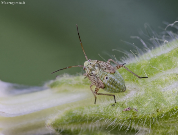 Plant bug - Lygus pratensis, nymph | Fotografijos autorius : Kazimieras Martinaitis | © Macronature.eu | Macro photography web site