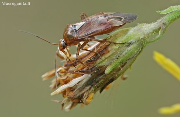Plant bug - Lygus pratensis | Fotografijos autorius : Gintautas Steiblys | © Macronature.eu | Macro photography web site