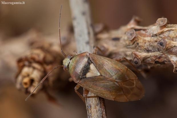 Plant bug - Lygus pratensis | Fotografijos autorius : Žilvinas Pūtys | © Macronature.eu | Macro photography web site