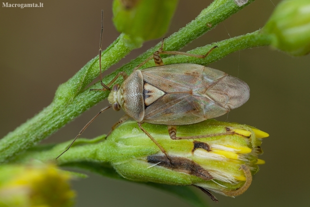 Marganugarė žolblakė - Lygus pratensis | Fotografijos autorius : Žilvinas Pūtys | © Macronature.eu | Macro photography web site