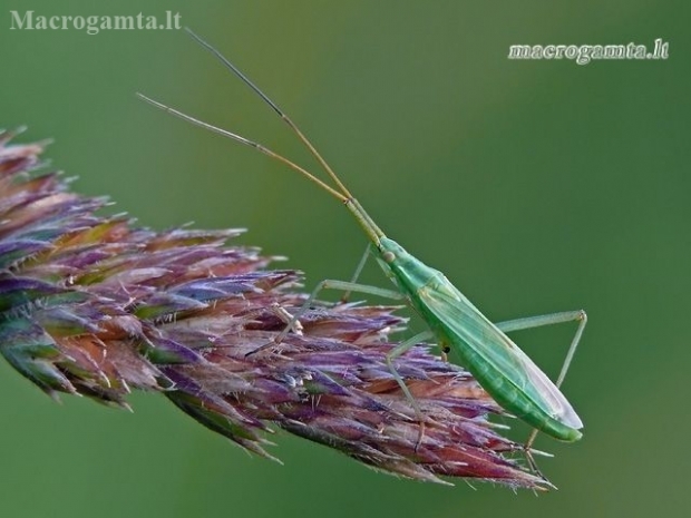 Plant bug - Megaloceroea recticornis | Fotografijos autorius : Darius Baužys | © Macronature.eu | Macro photography web site