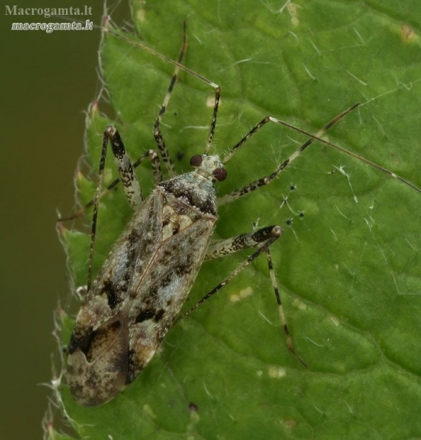 Plant bug - Phytocoris longipennis  | Fotografijos autorius : Gintautas Steiblys | © Macronature.eu | Macro photography web site